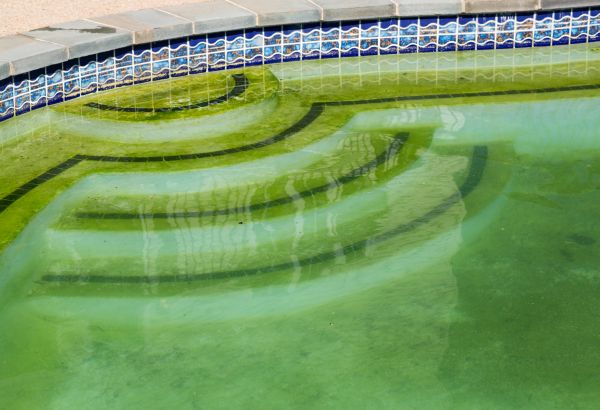 Pool Deck Algae Removal in Saint Petersburg